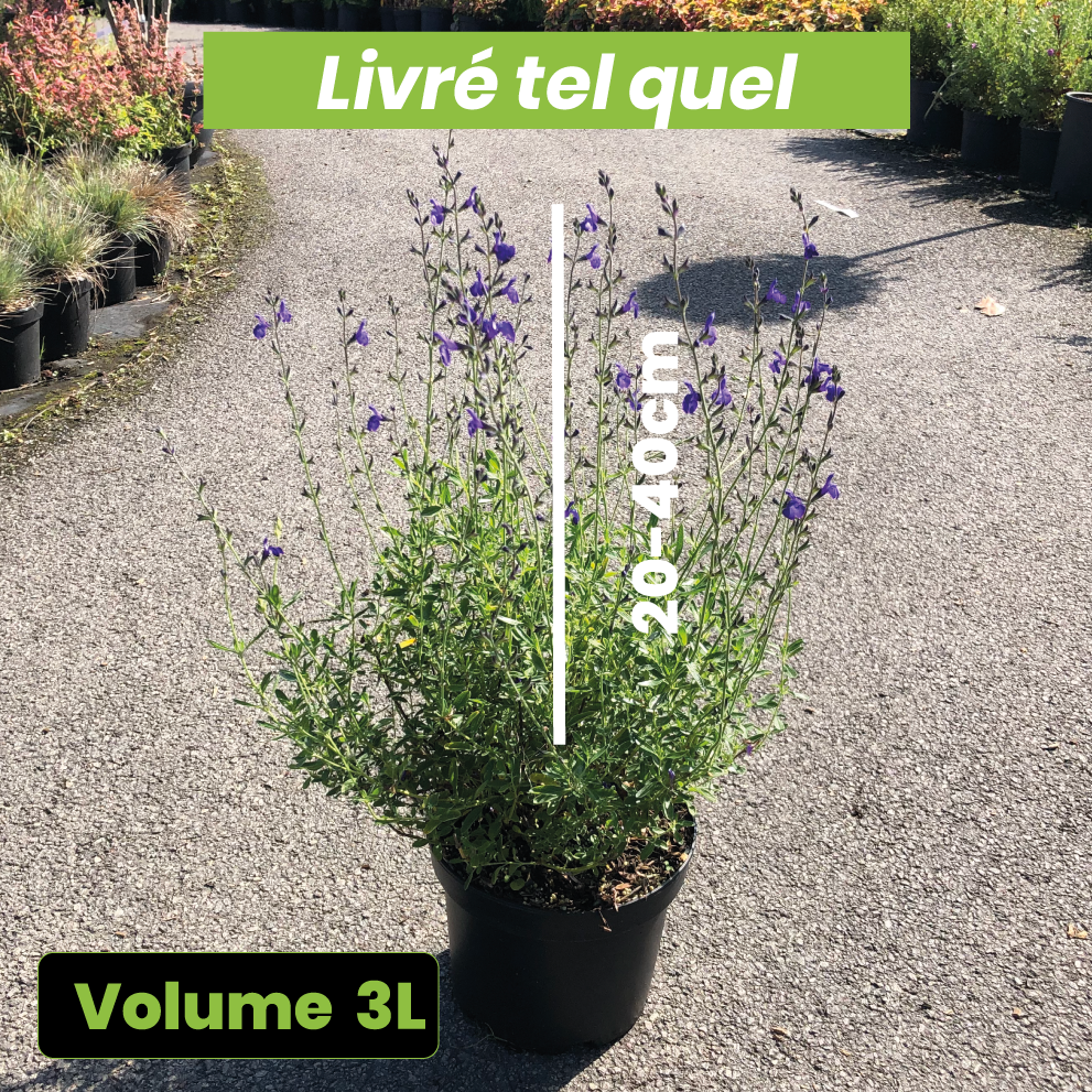 Salvia Blue Note - Sauge Arbustive Blue Note - Volume 3L / 20-40cm