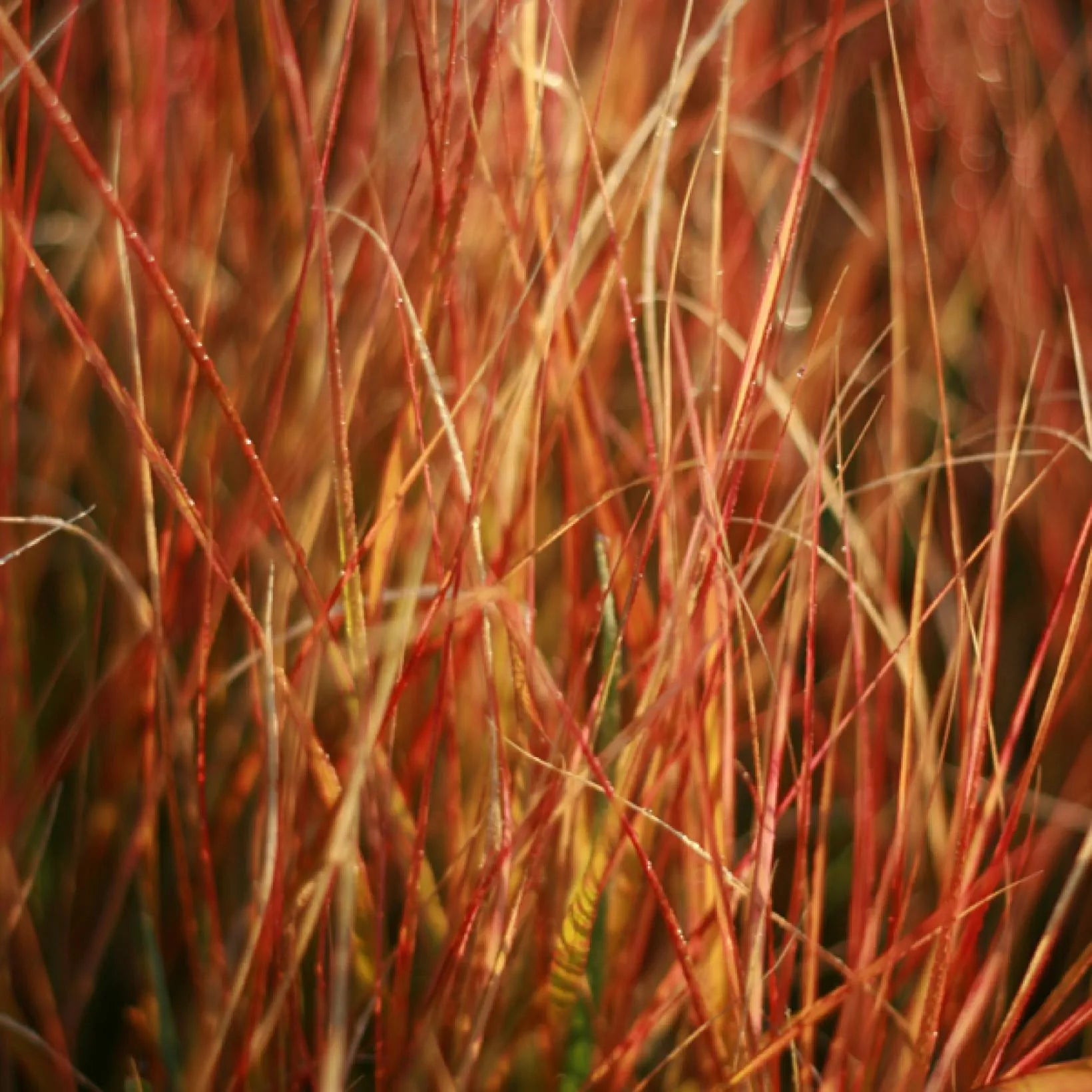 Stipa Arundinacea - Anemanthele lessoniana - Volume 2L / 20-30cm