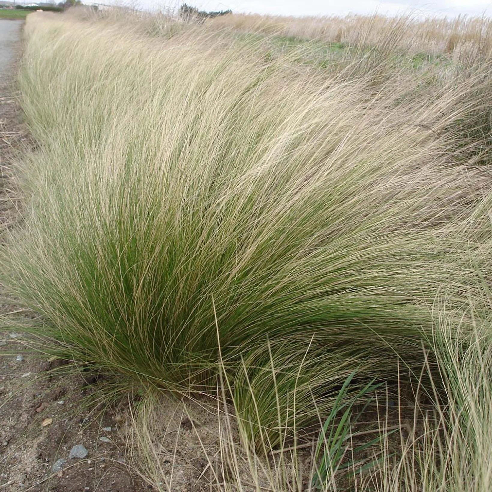 Stipa Tenuissima | Cheveux d'Ange Gramine Ornementale