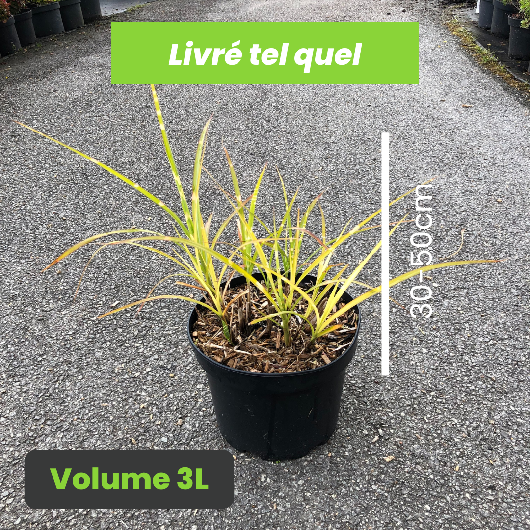 Miscanthus sinensis Strictus - Eulalie - Volume 3L / 30-50cm