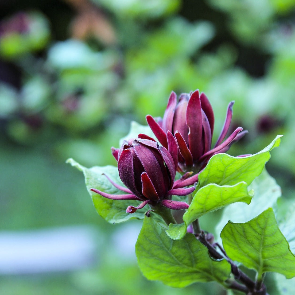 Calycanthus Floridus - Arbre aux Anémones - Volume 4L / 30-50cm