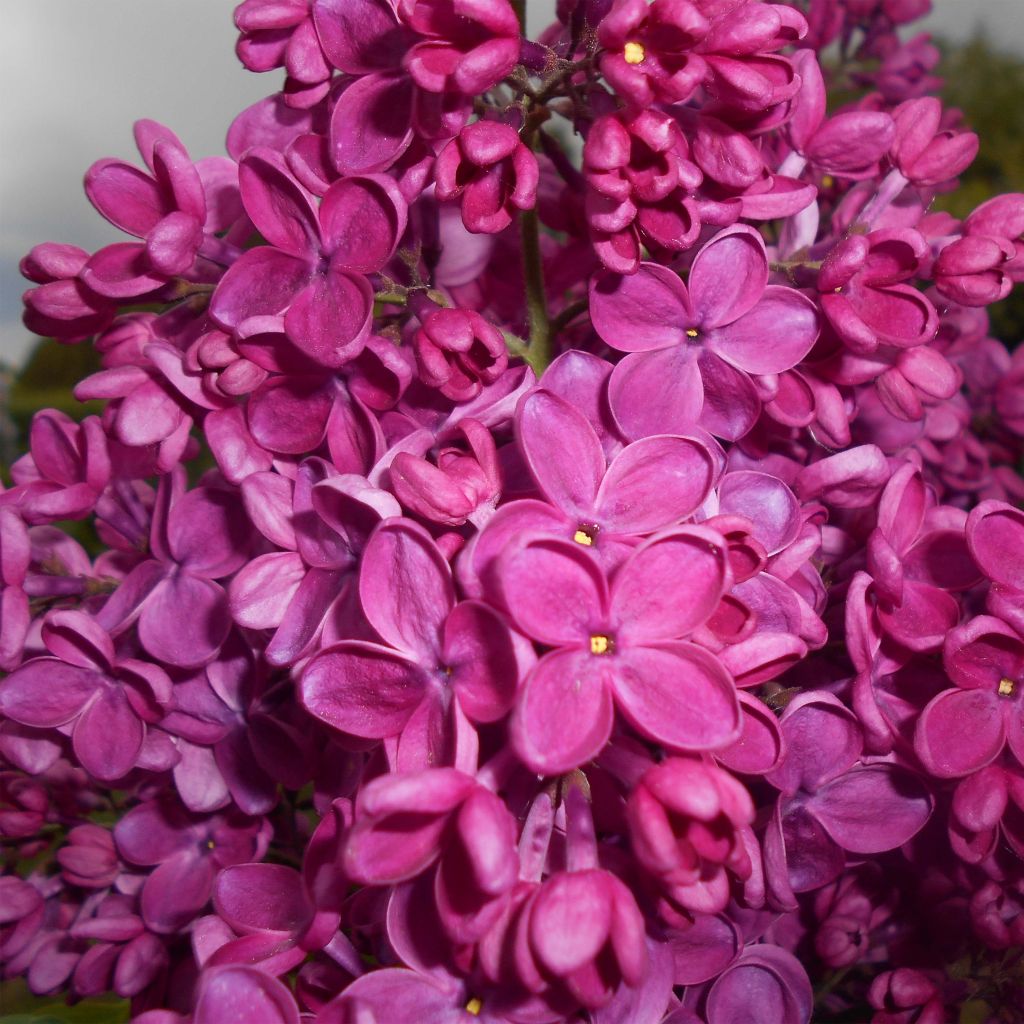 Syringa Vulgaris Znamya Lenina - Lilas commun - Volume 4L / 30-50cm