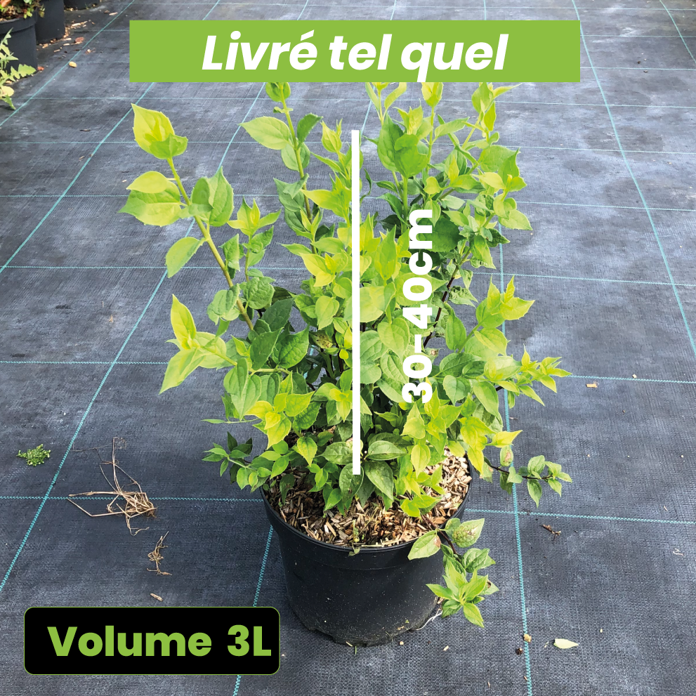 Philadelphus Manteau d'Hermine - Seringat de Lemoine - Volume 3L / 30-40cm