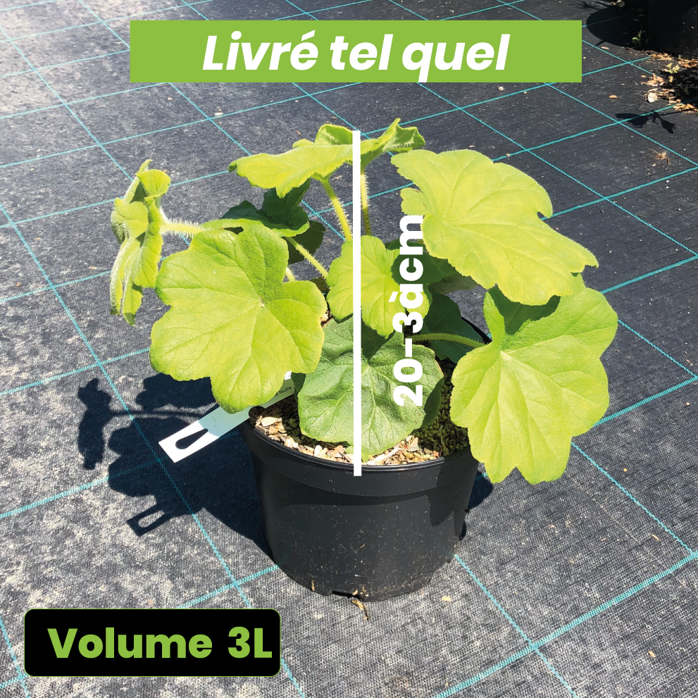 Astilboides Tabularis - Volume 3L / 20-30cm