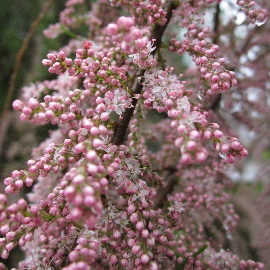 Tamaris Ramosissima Rubra - Tamaris d'été - Volume 4L / 50-70cm