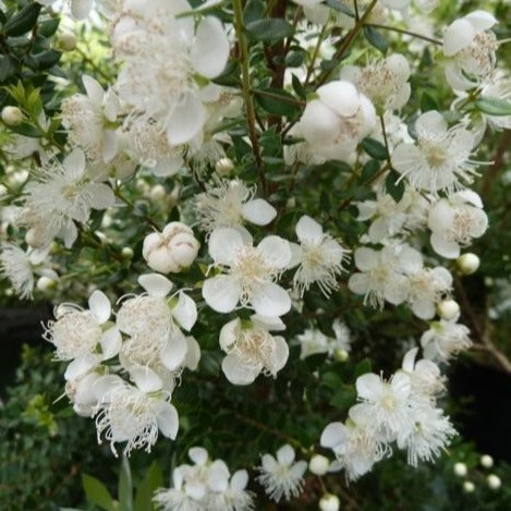 Tépualia Stipularis - Volume 4L / 40-60cm