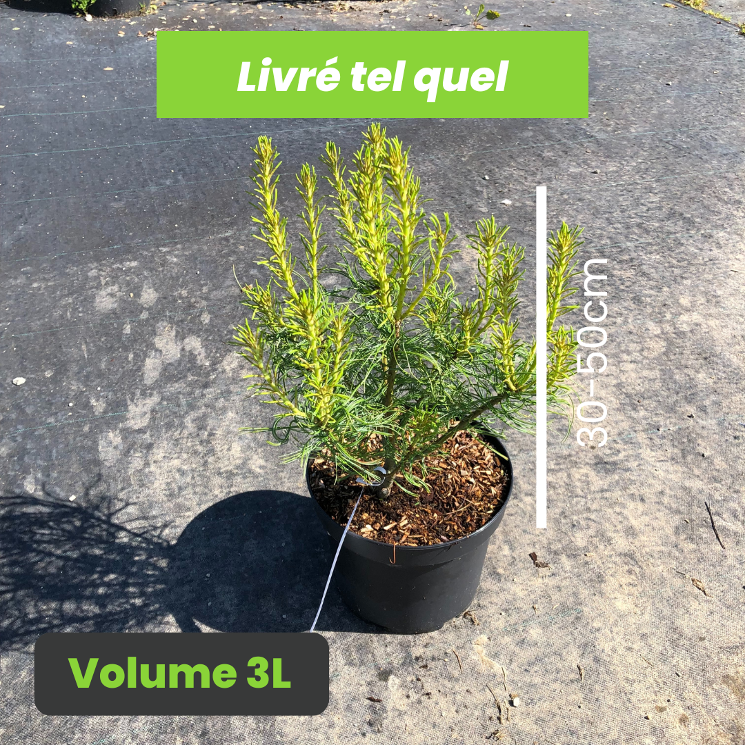 Pinus Strobus Tiny Curls - Pin Blanc Nain - Volume 3L / 30-50cm