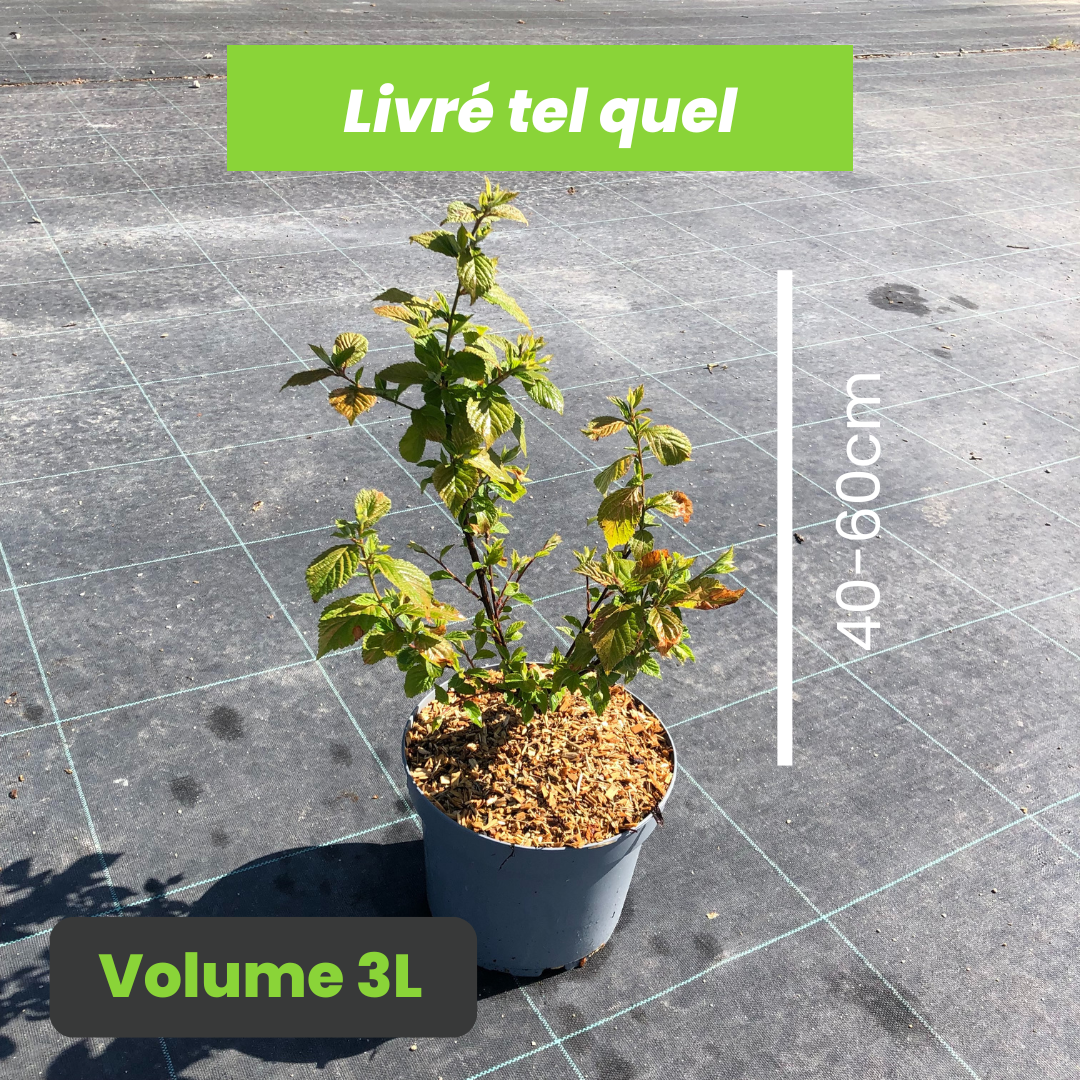 Prunus Tomentosa - Cerisier tomenteux de Nankin - Volume 3L / 40-60cm