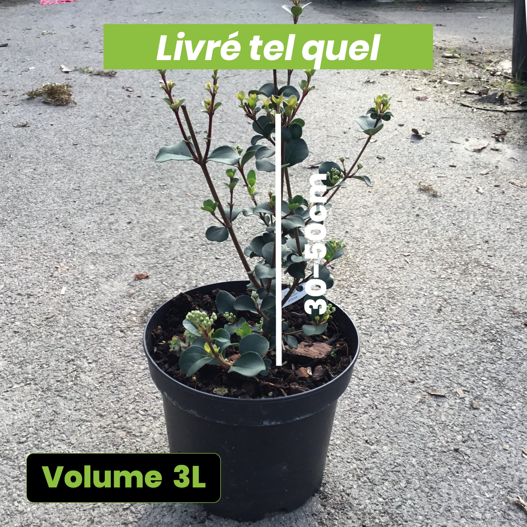 Viburnum Harryanum - Volume 3L / 30-50cm