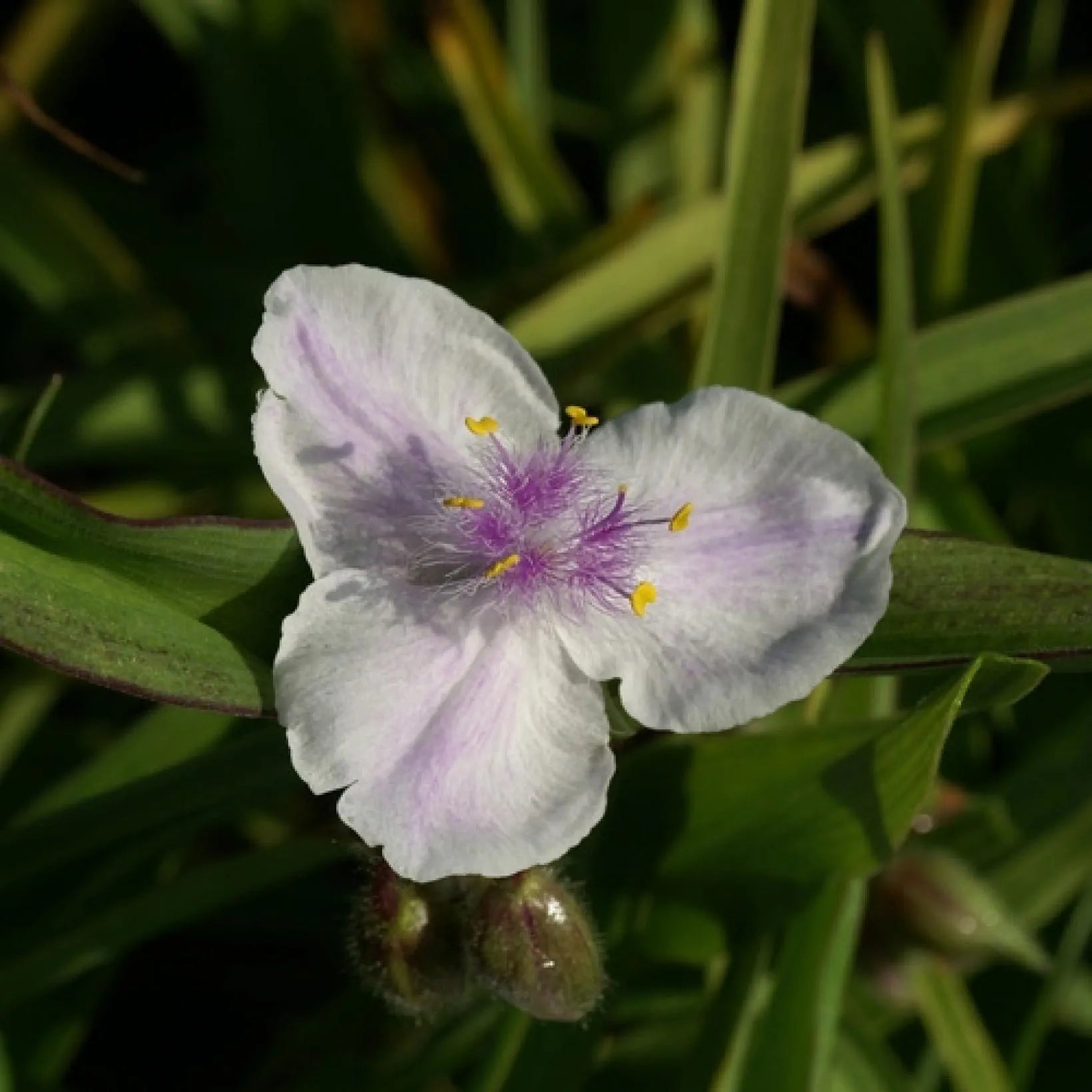 Tradescantia Domaine de Courson - Volume 3L / 20-40cm
