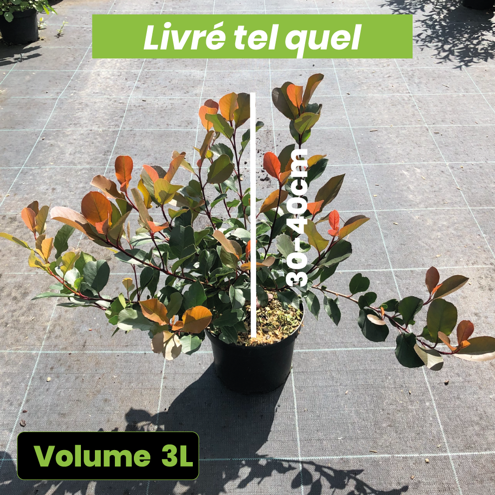 Photinia x Fraseri Little Red Robin - Volume 3L / 30-40cm