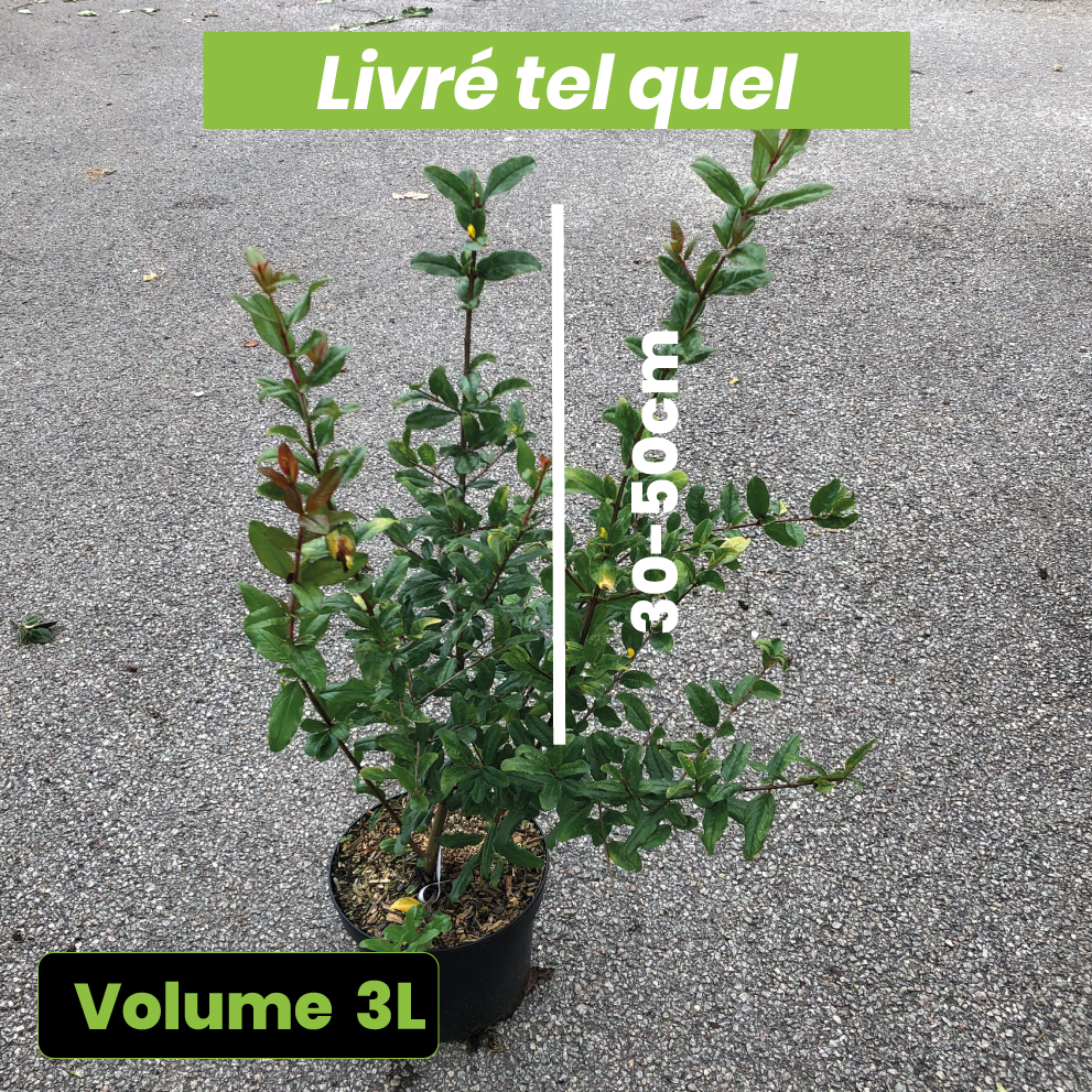 Punica Fina Tendral - Grenadier à fruits - Volume 3L / 30-50cm