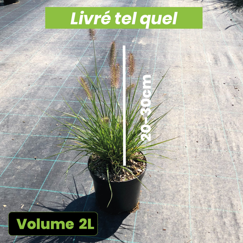 Pennisetum Little Bunny - Herbes aux écouvillons - Volume 3L / 20/30cm