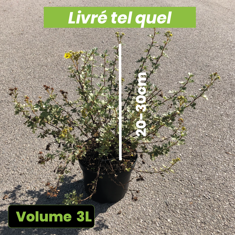 Spiraea Betulifolia Tor Gold - Spirée à feuilles de bouleau Tor Gold - Volume 3L / 20-30cm