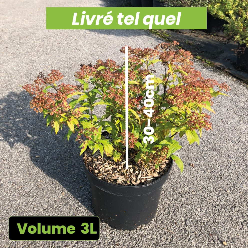 Spiraea Japonica Anthony Waterer - Spiraea Japonaise - Volume 3L / 30-40cm