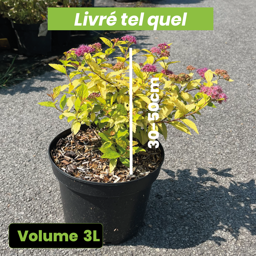 Spiraea Japonica Little Flame - Volume 3L / 30-50cm