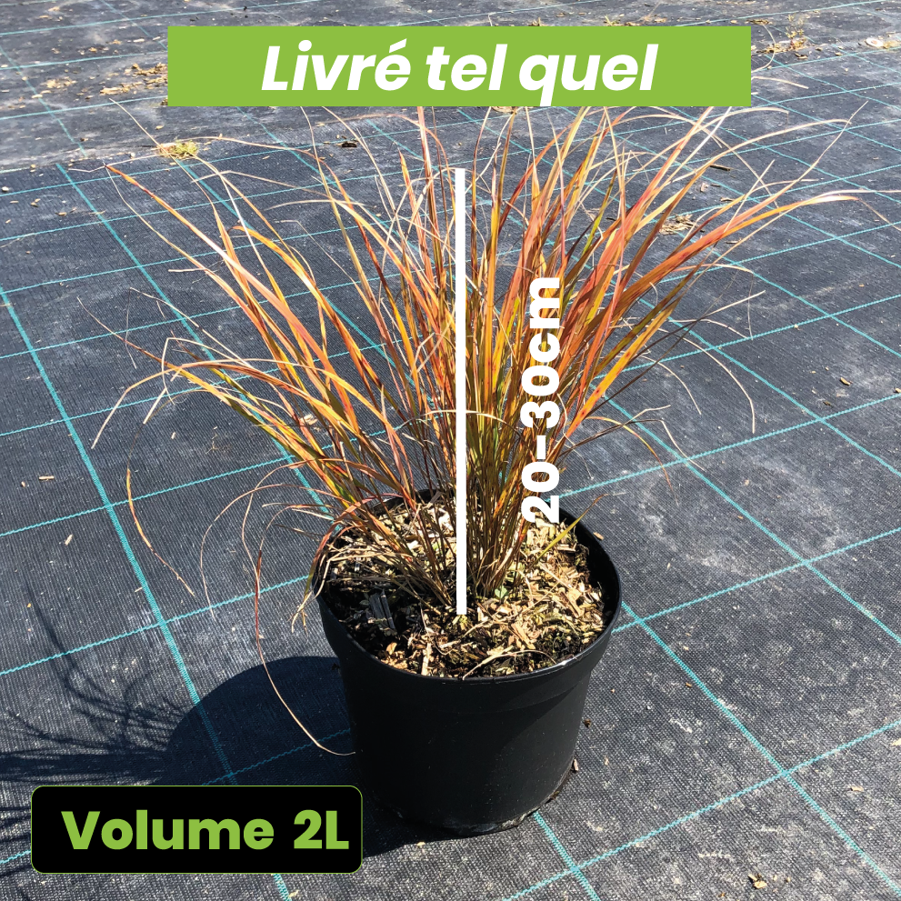 Stipa Arundinacea - Anemanthele lessoniana - Volume 2L / 20-30cm