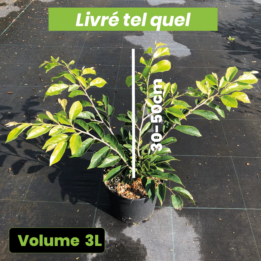 Sycoparrotia Semidecidua Purple Haze - Volume 3L / 30-50cm