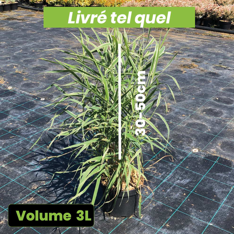 Phalaris Arundinacea Picta - Alpiste faux-roseau - Volume 3L / 30-50cm