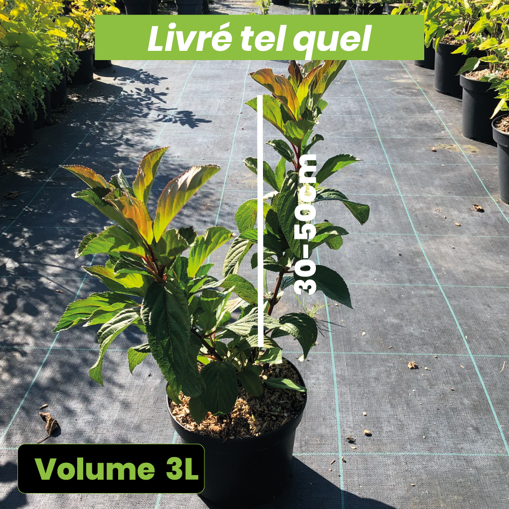 Viburnum Bodnantense Dawn - Viorne d'hiver - Volume 3L / 30-50cm