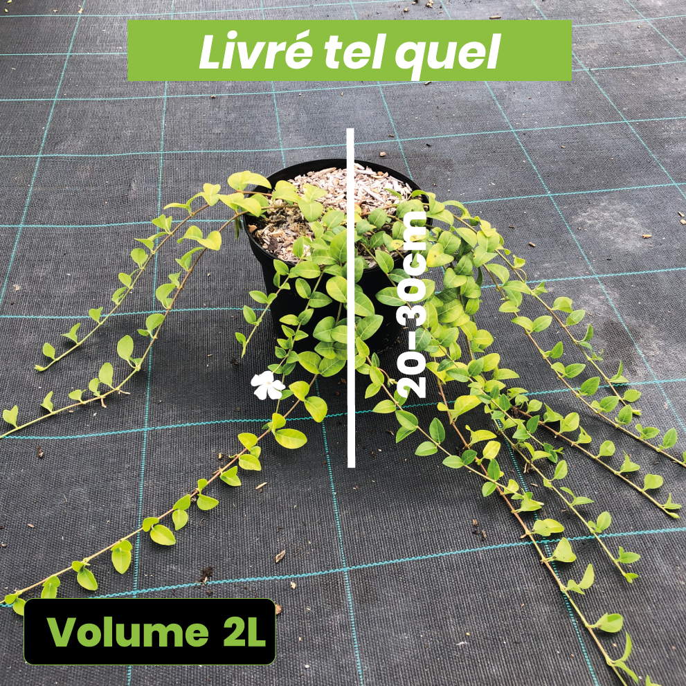 Vinca minor Alba - Petite pervenche - Volume 2L / 20-30cm