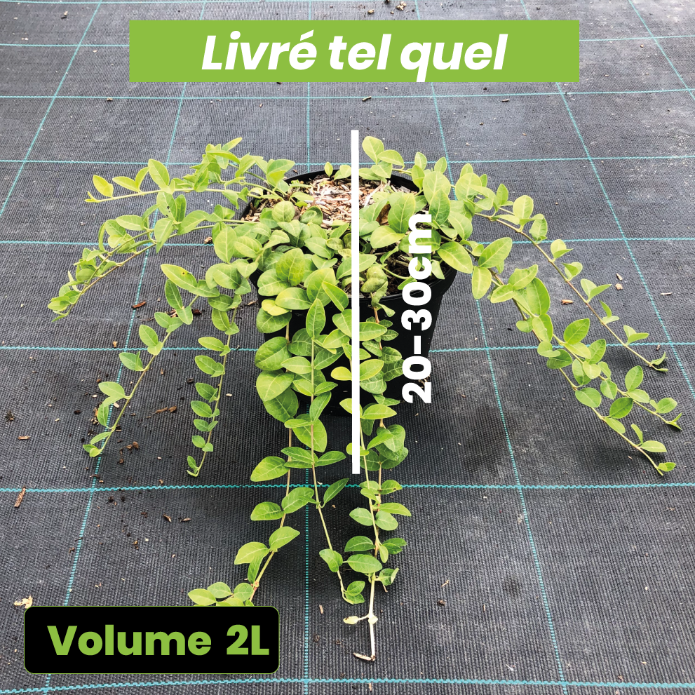 Vinca minor Atropurpurea - Pervenche à petites fleurs - Volume 2L / 20-30cm