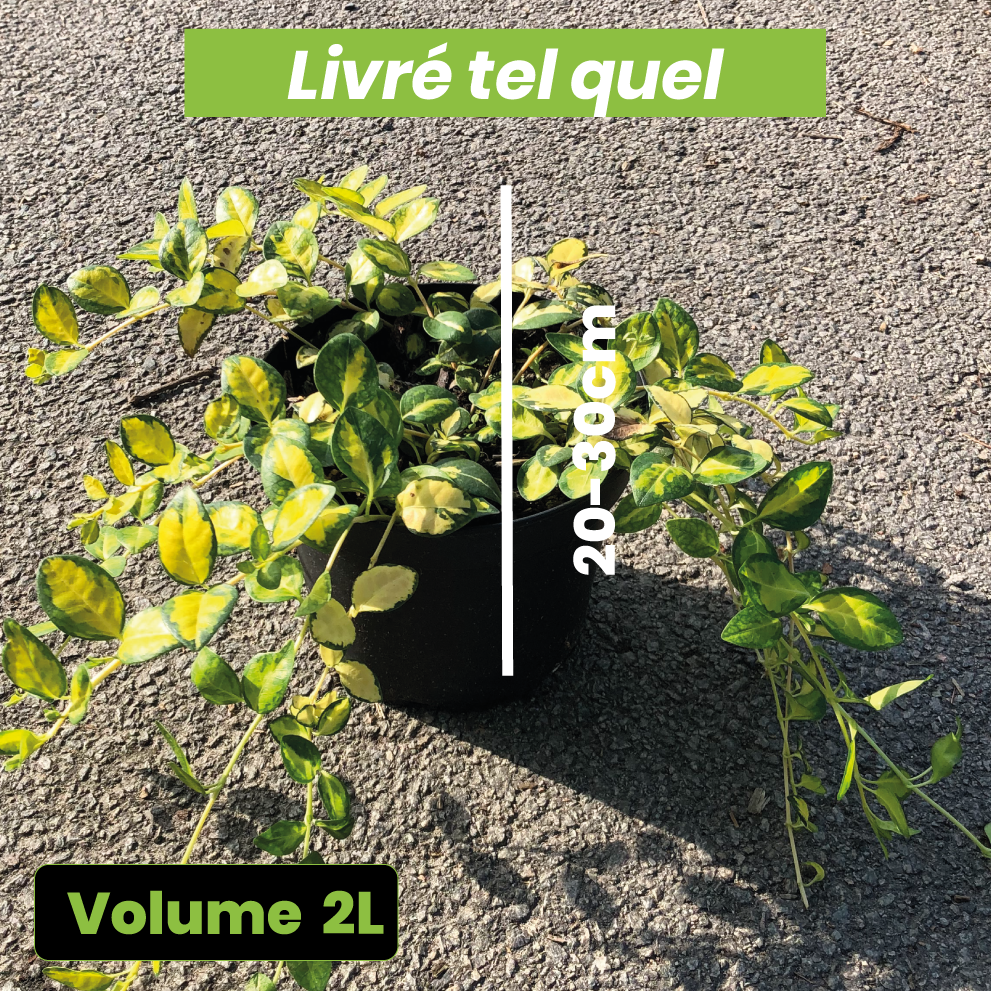 Vinca Minor Illumination - Pervenche Panachée à petites fleurs - Volume 2L / 20-30cm