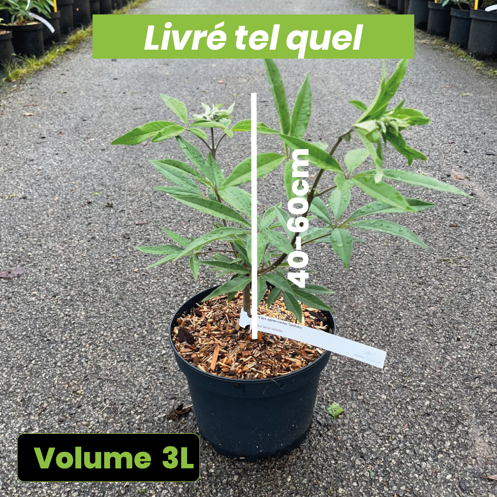 Vitex Agnus Castus Latifolia - Gattilier - Volume 3L / 40-60cm