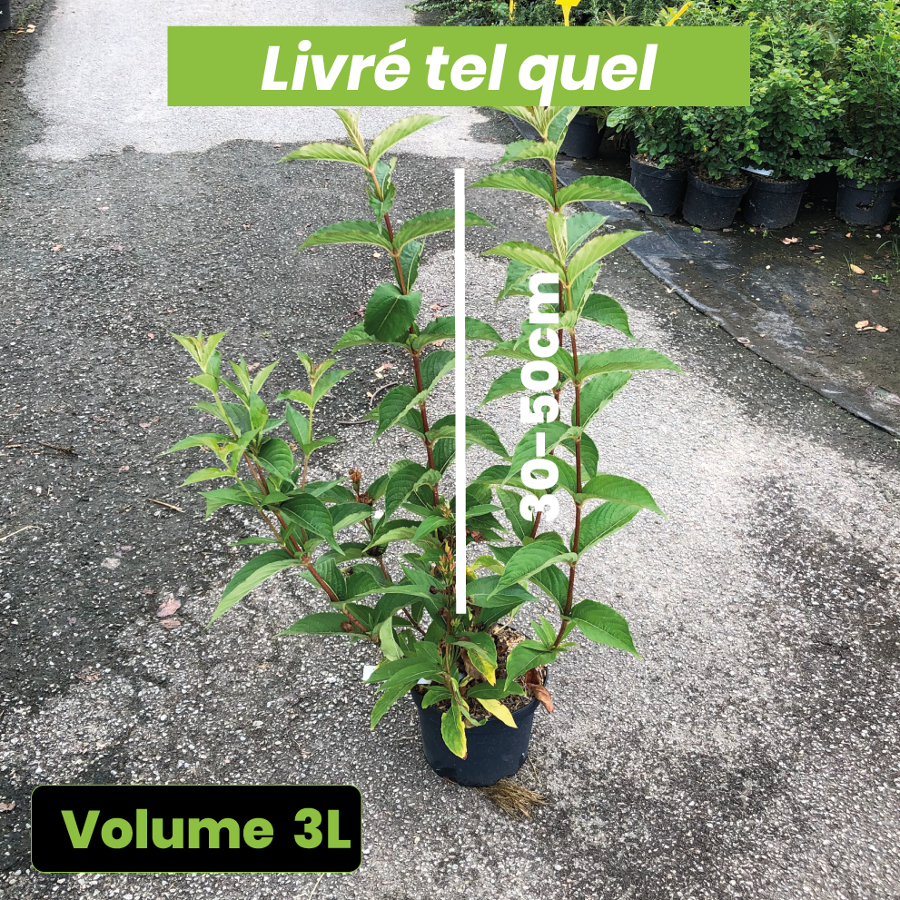 Weigela 'Bristol Ruby' - Volume 3L / 30-50cm
