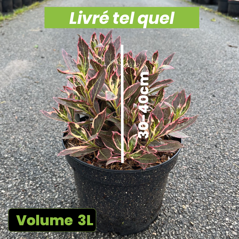 Weigela Florida All Summer Monet - Volume 3L / 30-40cm