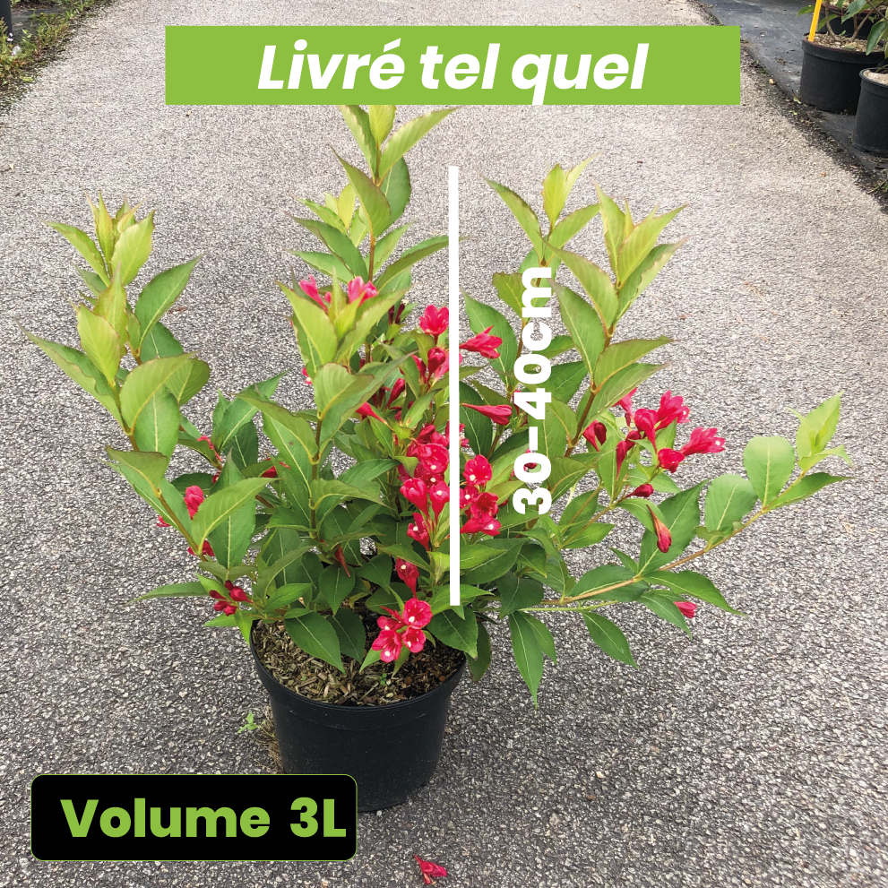 Weigela x All Summer Red - Volume 3L / 30-40cm
