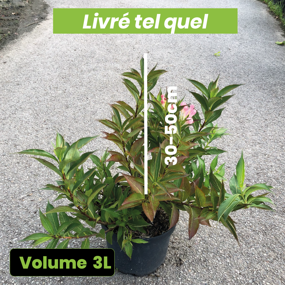 Weigela All Summer Peach - Volume 3L / 30-50cm