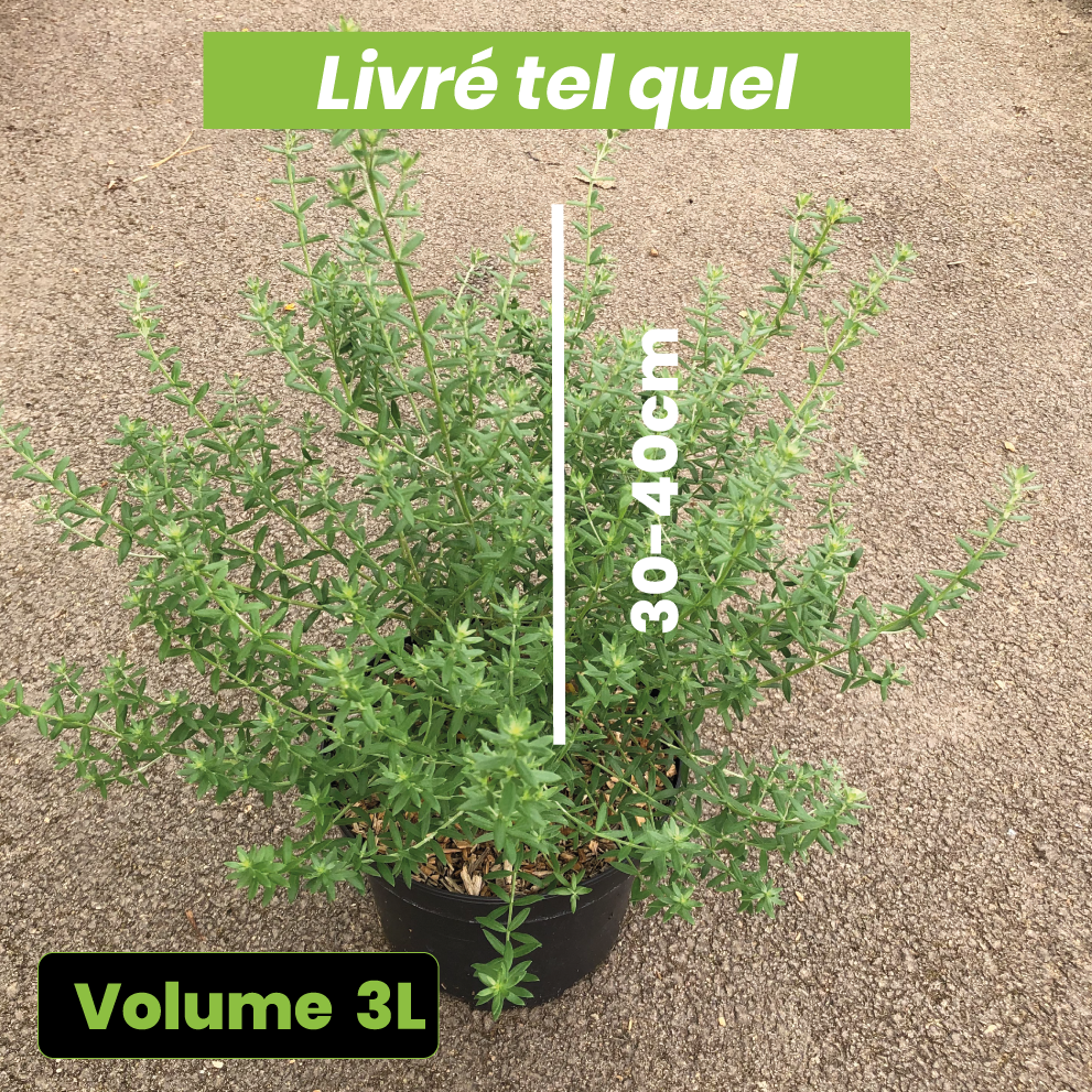 Westringia Fruticosa Blue Gem - Romarin australien - Volume 3L / 30-40cm