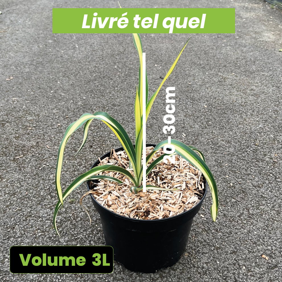 Yucca Filamentosa Color Guard - Yucca Filamenteux panaché - Volume 3L / 20-30cm