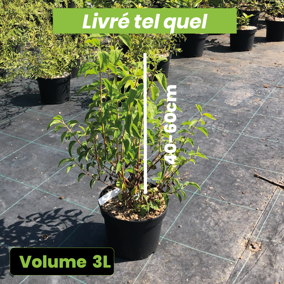 Philadelphus Mrs E.L. Robinson - Seringat blanc - Volume 3L / 40-60cm