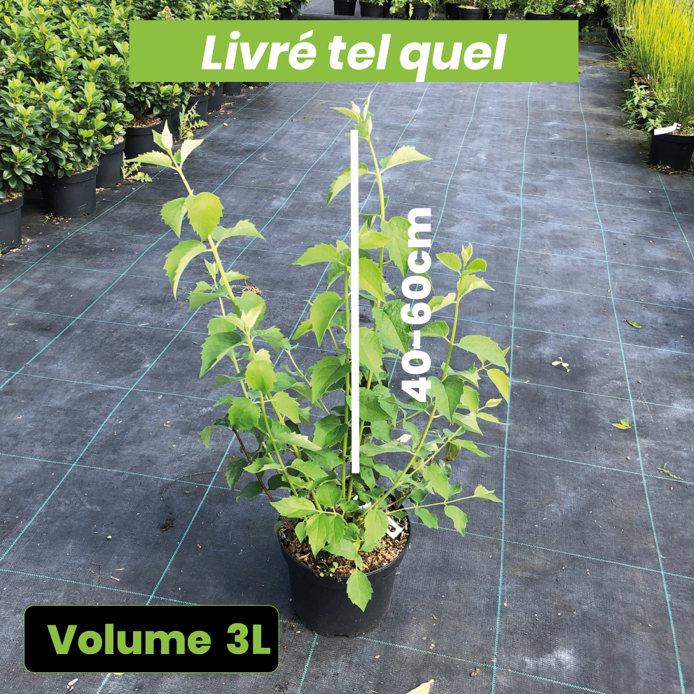 Philadelphus x Virginalis Minnesota Snowflake - Volume 3L / 40-60cm