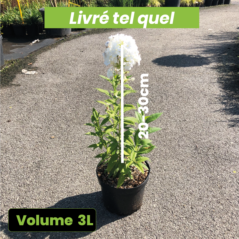 Phlox Paniculata Fujiyama - Volume 3L / 20-30cm