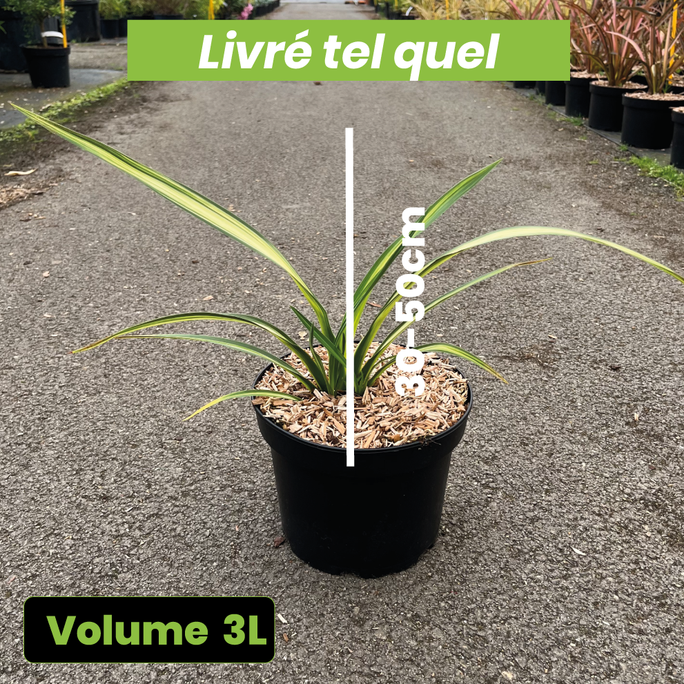 Phormium Cream Delight - Lin des montagnes - Volume 3L / 30-50cm