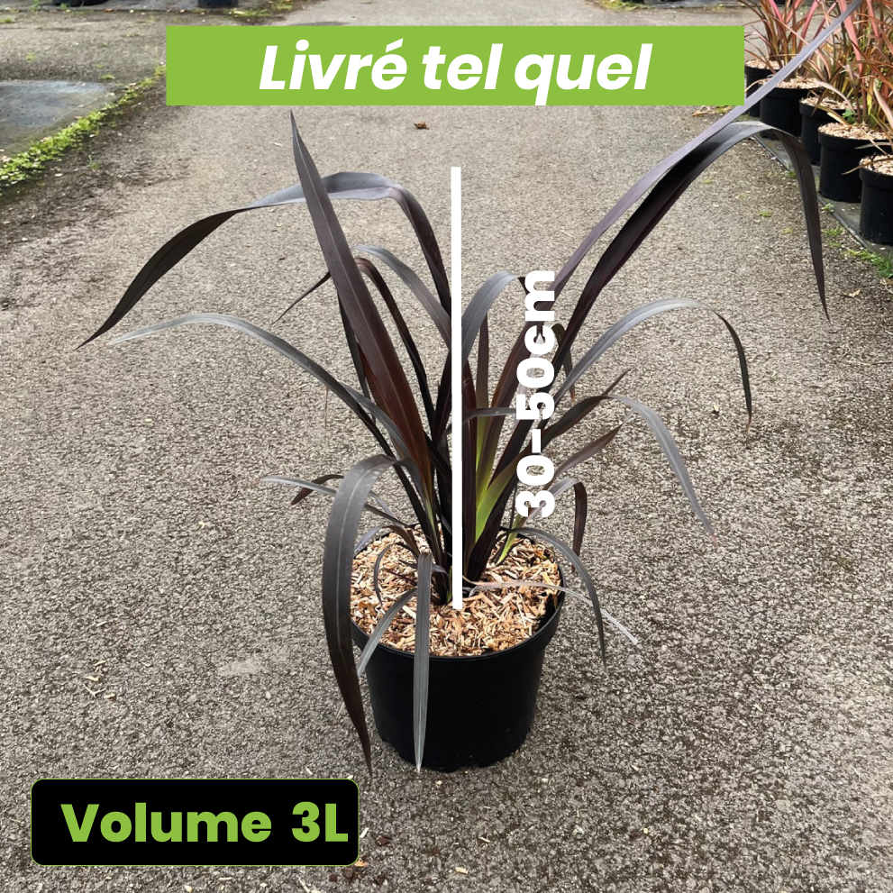 Phormium Tenax Black Velvet - Volume 3L / 30-50cm