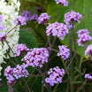 Verbena Bonariensis - Verveine de Buenos Aires - Volume 3L / 30-50cm