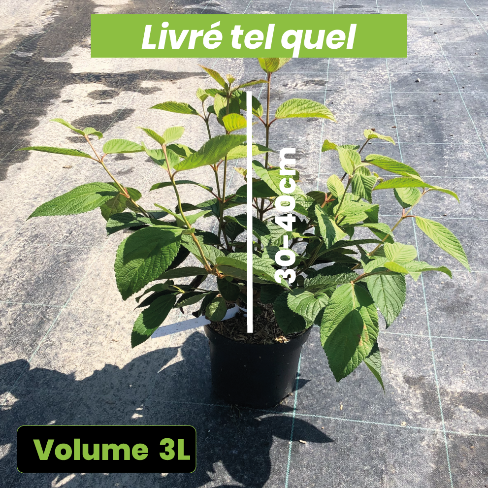Viburnum Plicatum Lanarth - Viorne - Volume 3L / 30-40cm