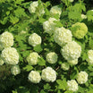 Viburnum Opulus Roseum - Viorne Boule de Neige - Volume 3L / 30-40cm