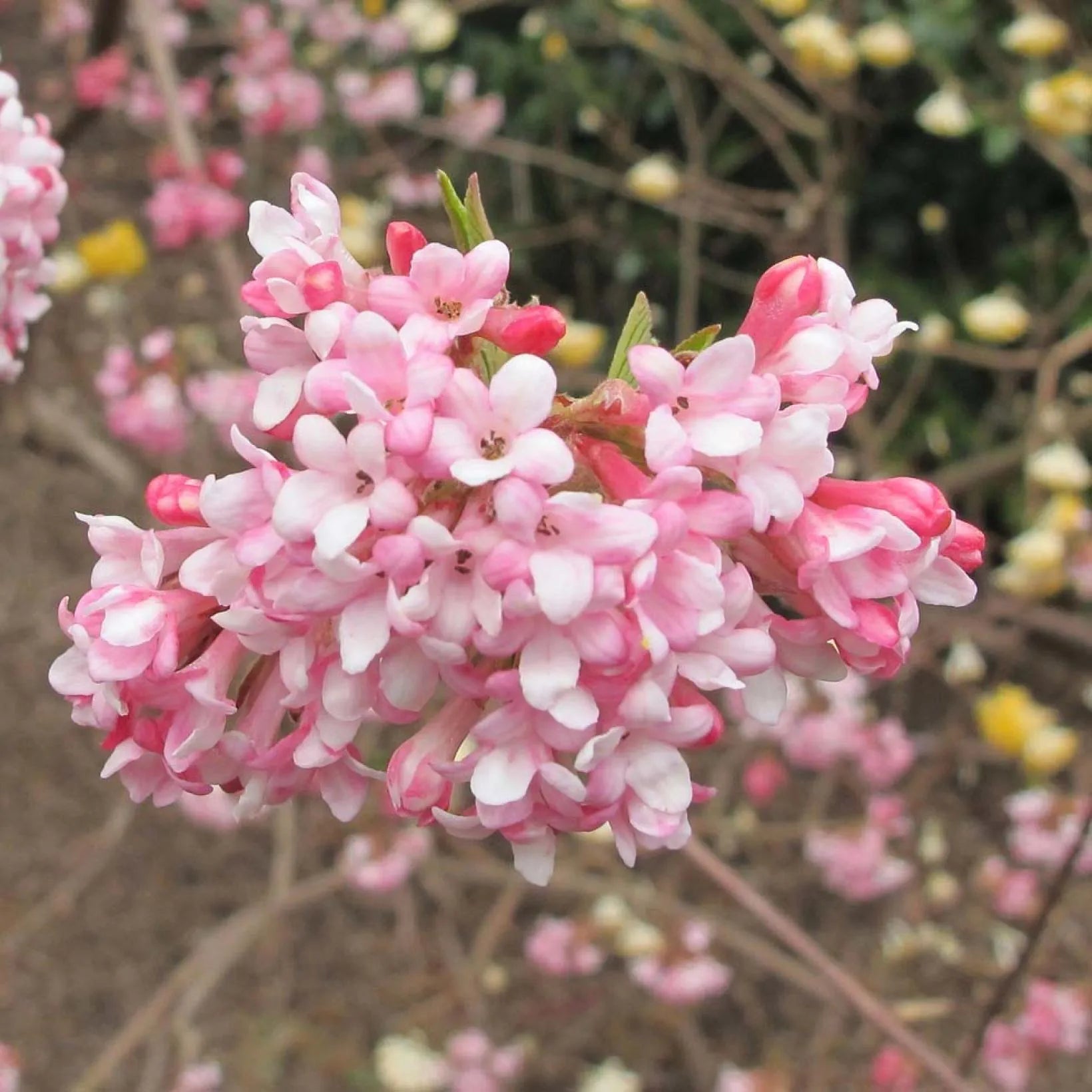 Viburnum Bodnantense Dawn - Viorne d'hiver - Volume 3L / 30-50cm