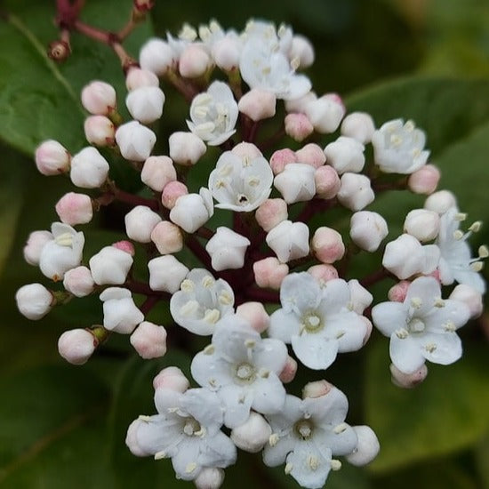 Viburnum Harryanum - Volume 3L / 30-50cm