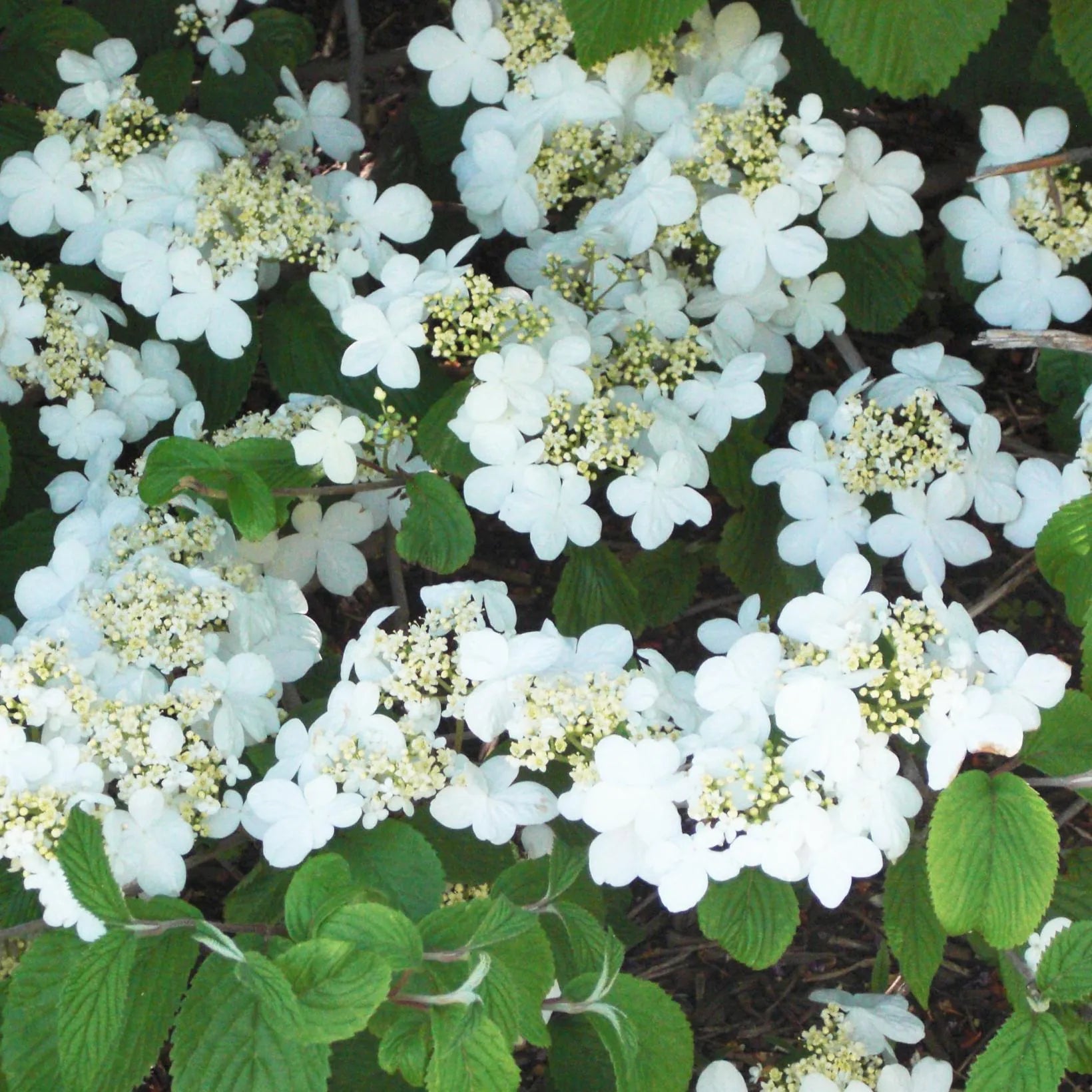 Viburnum Plicatum Shasta - Viorne de Chine - Volume 3L / 30-40cm