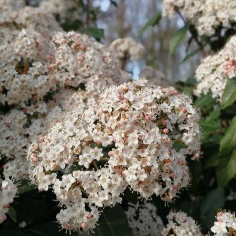 Viburnum Tinus Eve Price Blanche - Laurier tin - Volume 3L / 30-40cm