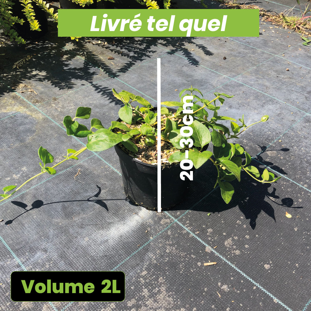 Vinca Major - Grande Pervenche - Volume 2L / 20-30cm