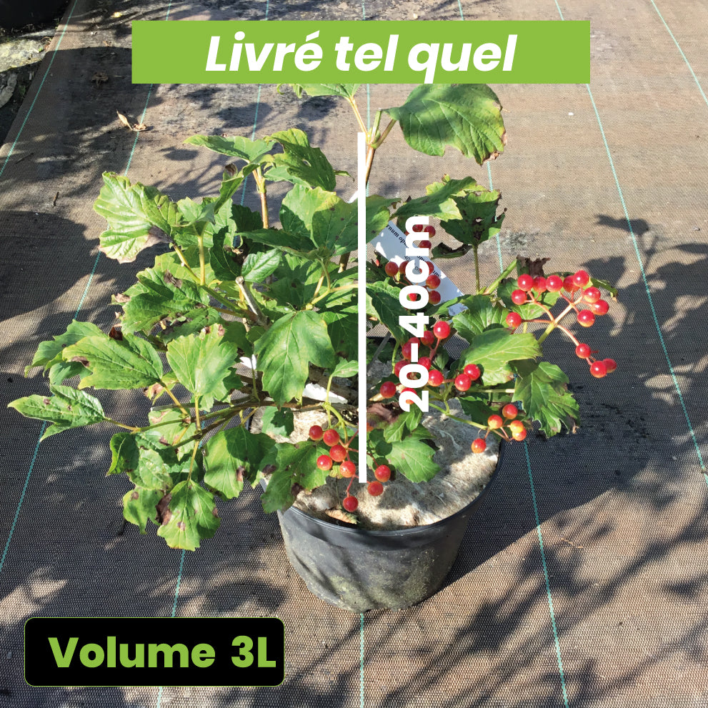 Viburnum Opulus Compactum - Viorne Obier - Volume 3L / 20-40cm