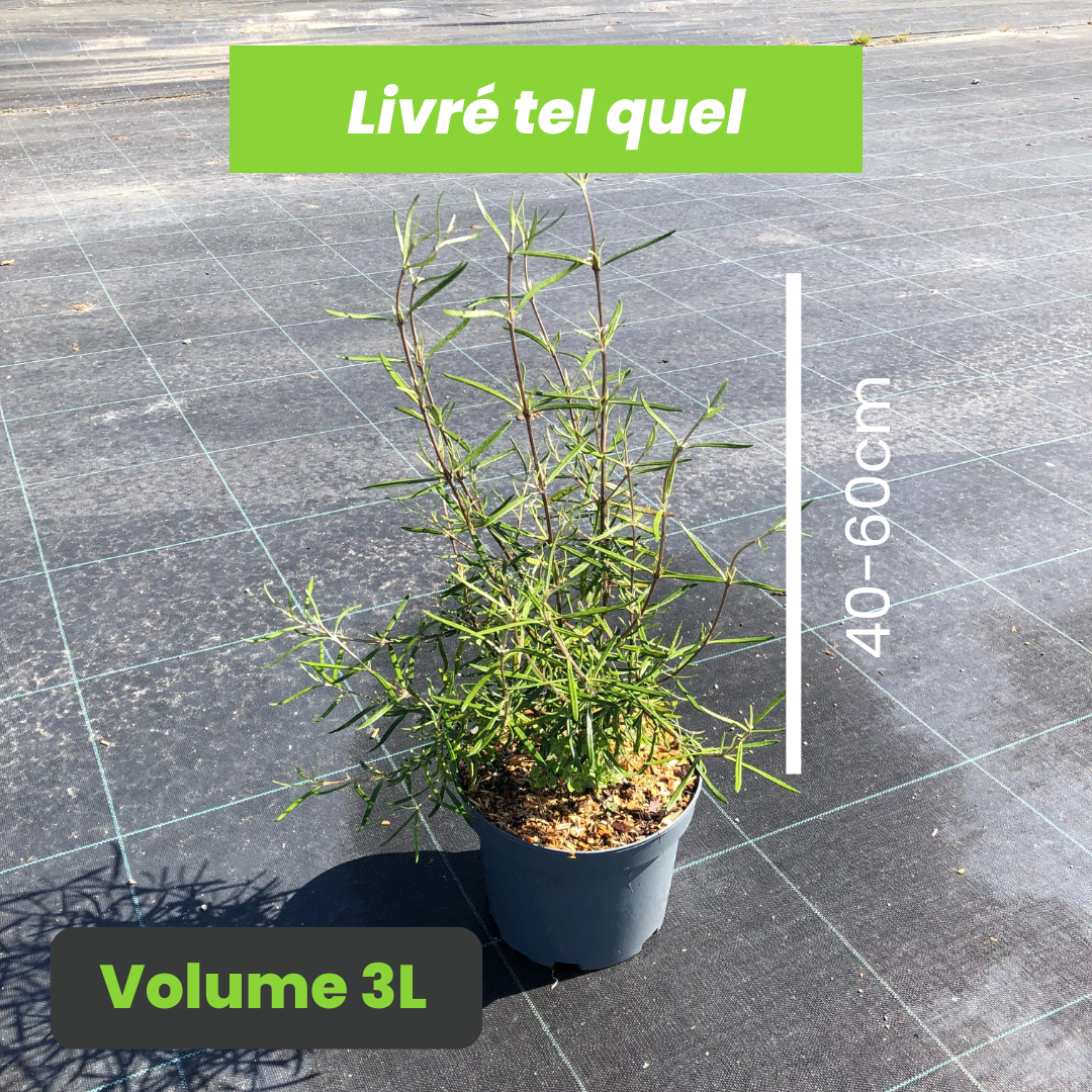 Olearia Virgata - Aster en Arbre - Volume 3L / 40-60cm