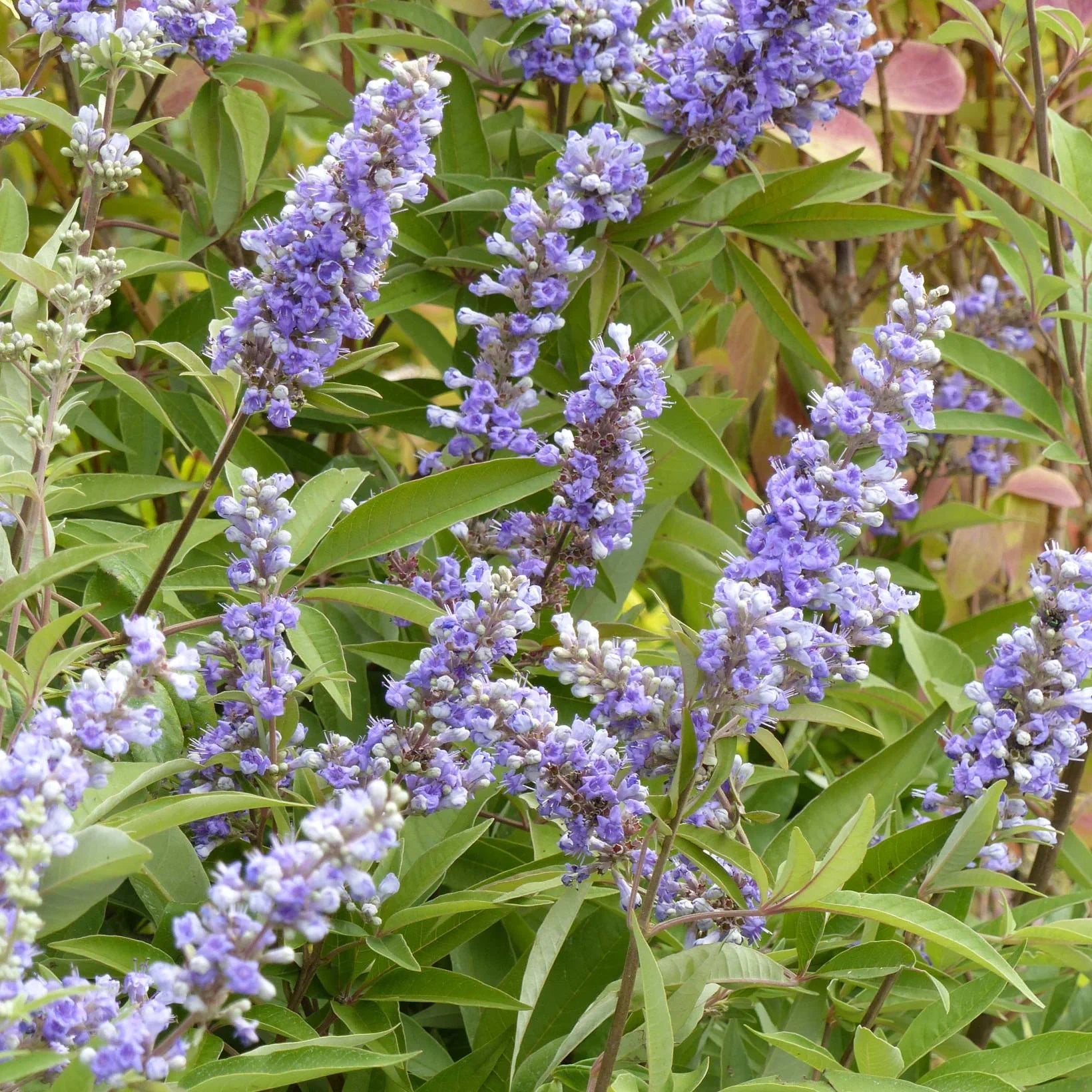 Vitex Agnus Castus Latifolia - Gattilier - Volume 3L / 40-60cm